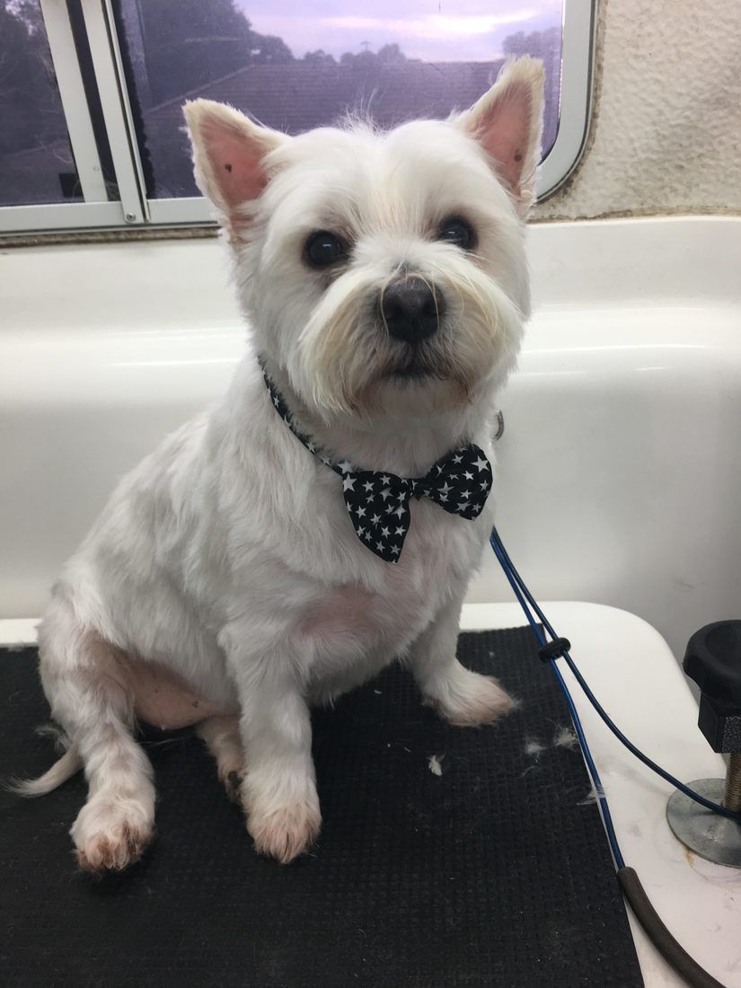  The Shaggy Dog Groomer  The ultimate guide 